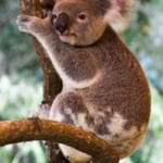 koala koala